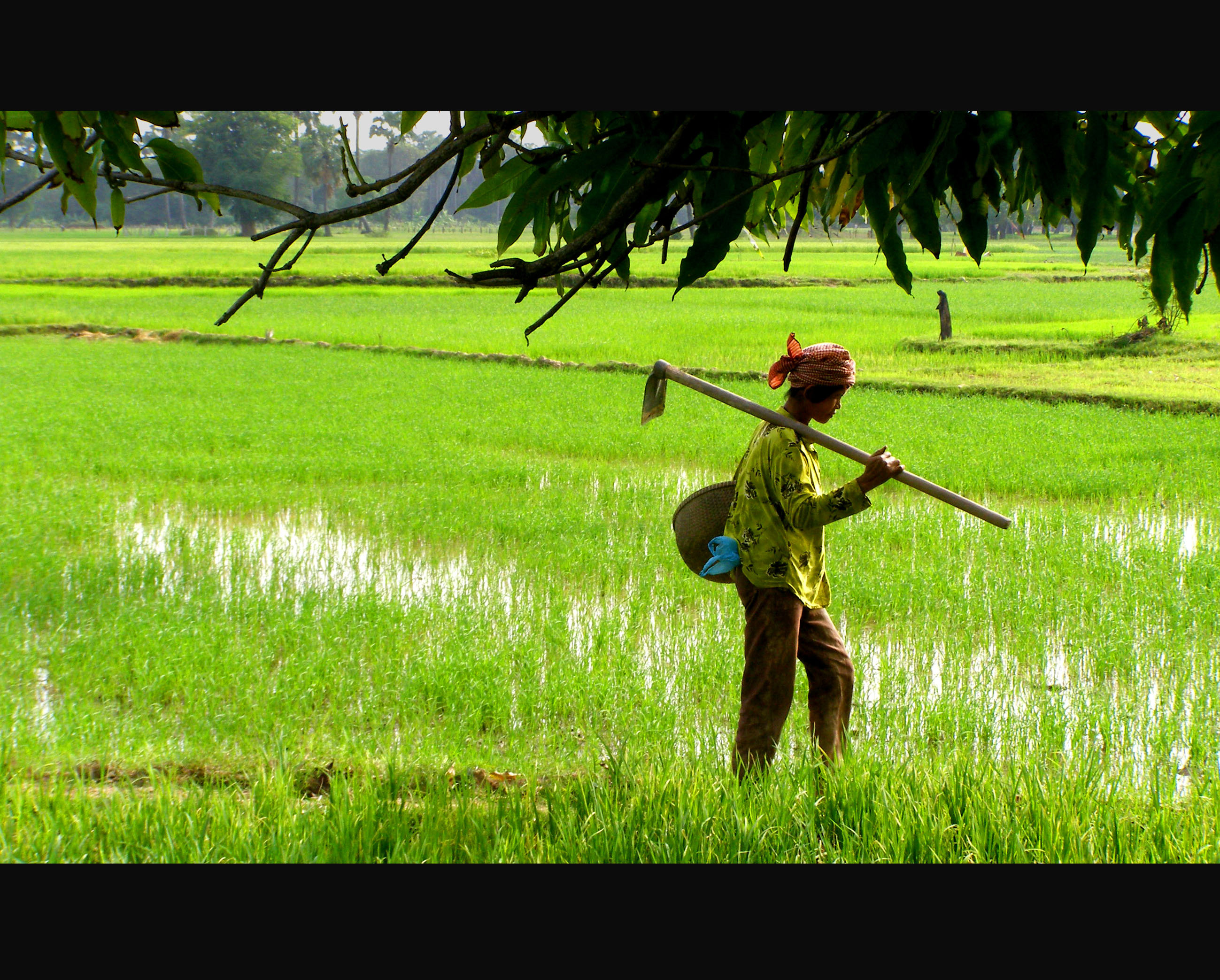 គោលនយោបាយ និងការគ្រប់គ្រងវិស័យកសិកម្ម | Open Development Cambodia (ODC)