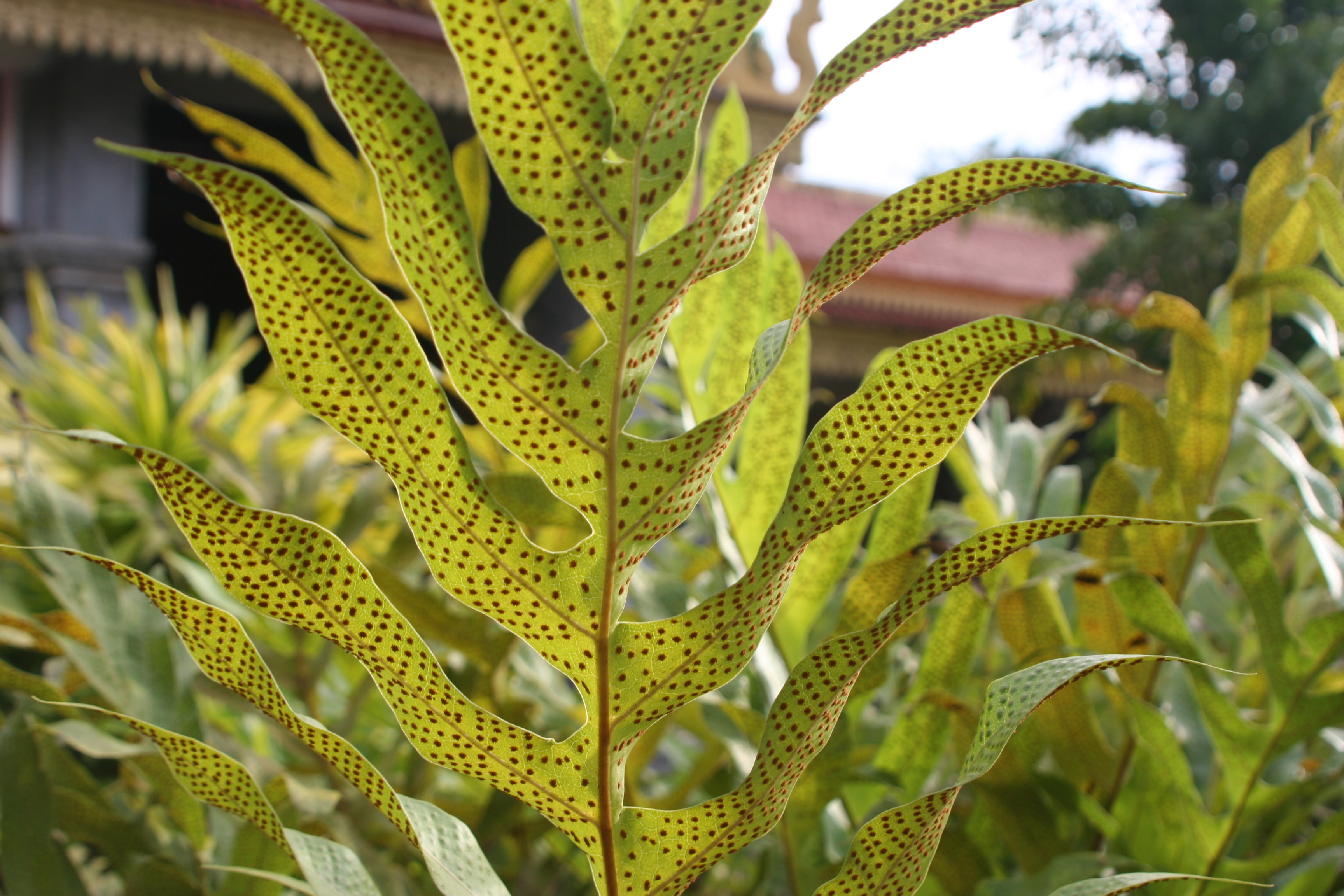 Plants | Open Development Cambodia (ODC)