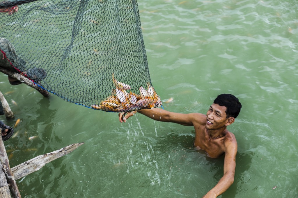 Cambodian fish farmer checking on fish quality. Photograph by USAID U.S. Agency for International Development. Licensed under Creative Commons Attribution-NonCommercial-NoDerivs 2.0 Generic. 