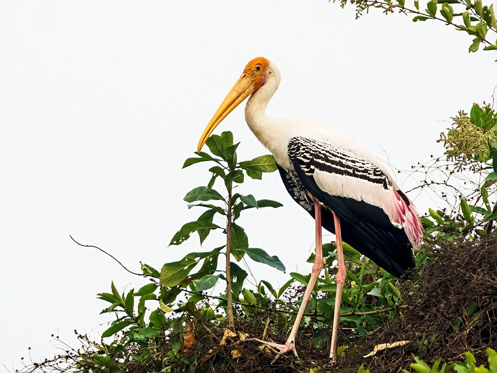 Prek Toal Bird Sanctuary, Tonle Sap, Siem Reap province, Cambodia. Photograph by David Cook. Licensed under Creative Commons Attribution-NonCommercial 2.0 Generic.