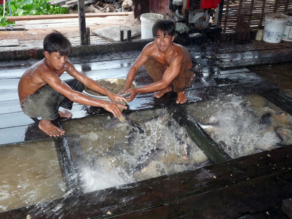 Fish farmers operating cage culture, Cambodia. Photograph by O. Joffre. Licensed under Creative Commons Attribution-NonCommercial-NoDerivs 2.0 Generic.