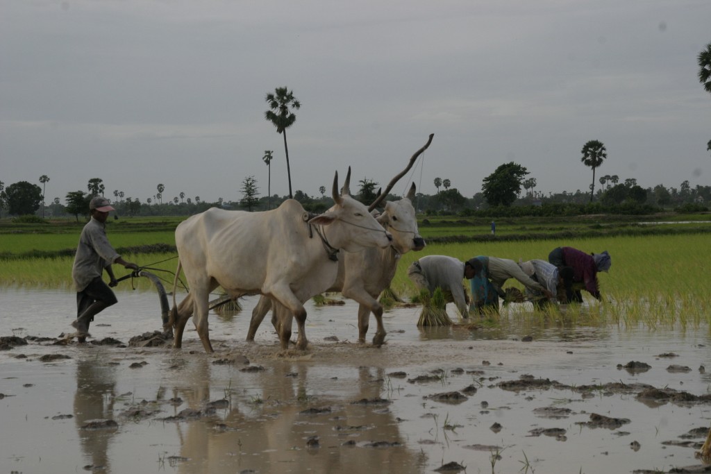 Rice farmer, ILO, CC BY-NC-ND