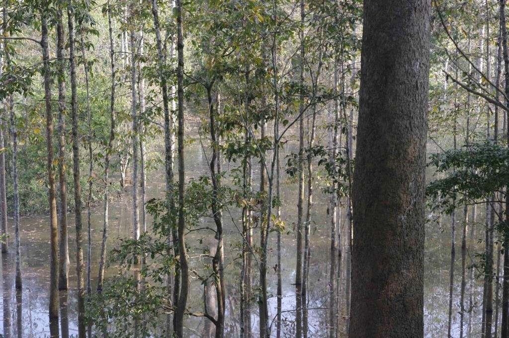 Flooded forest in Cambodia. Photo by Andrea Kirkby, taken on 11 May 2014. Licensed under Creative Commons Attribution-NonCommercial 2.0 Generic.